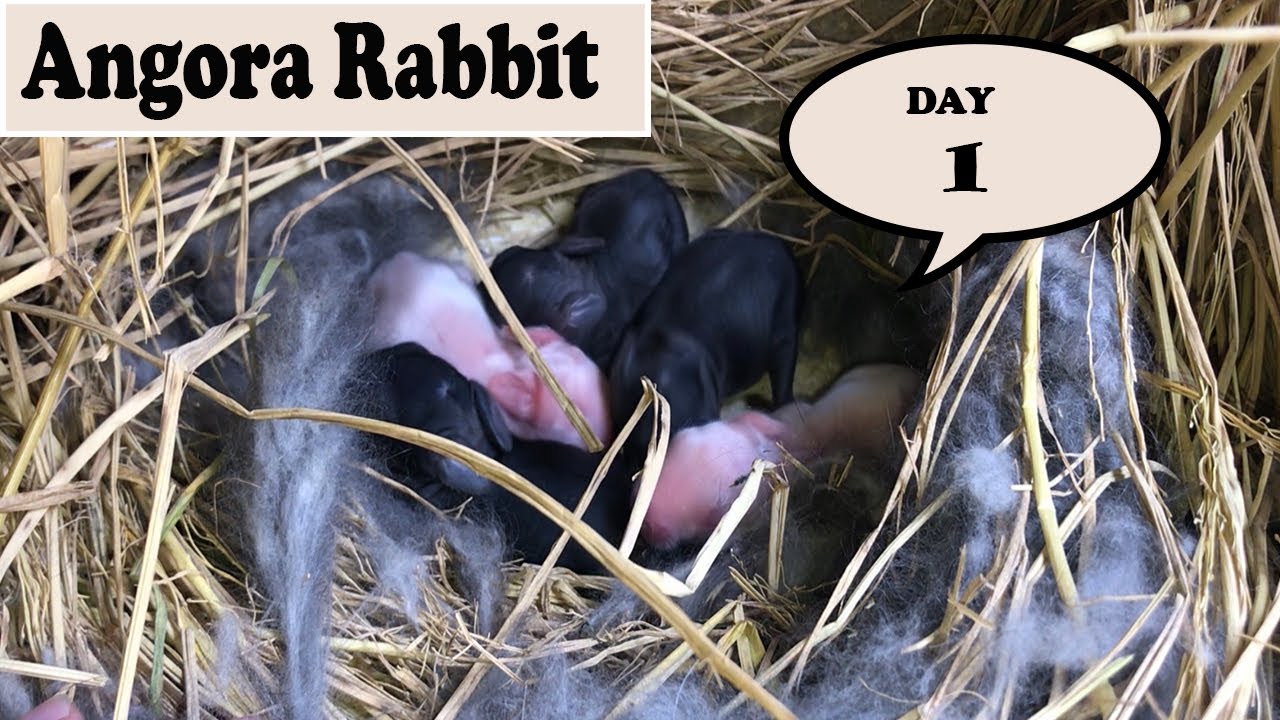 Angora Rabbit Baby Day 1 - pet rabbit- Angora rabbit in Pakistan (2019)