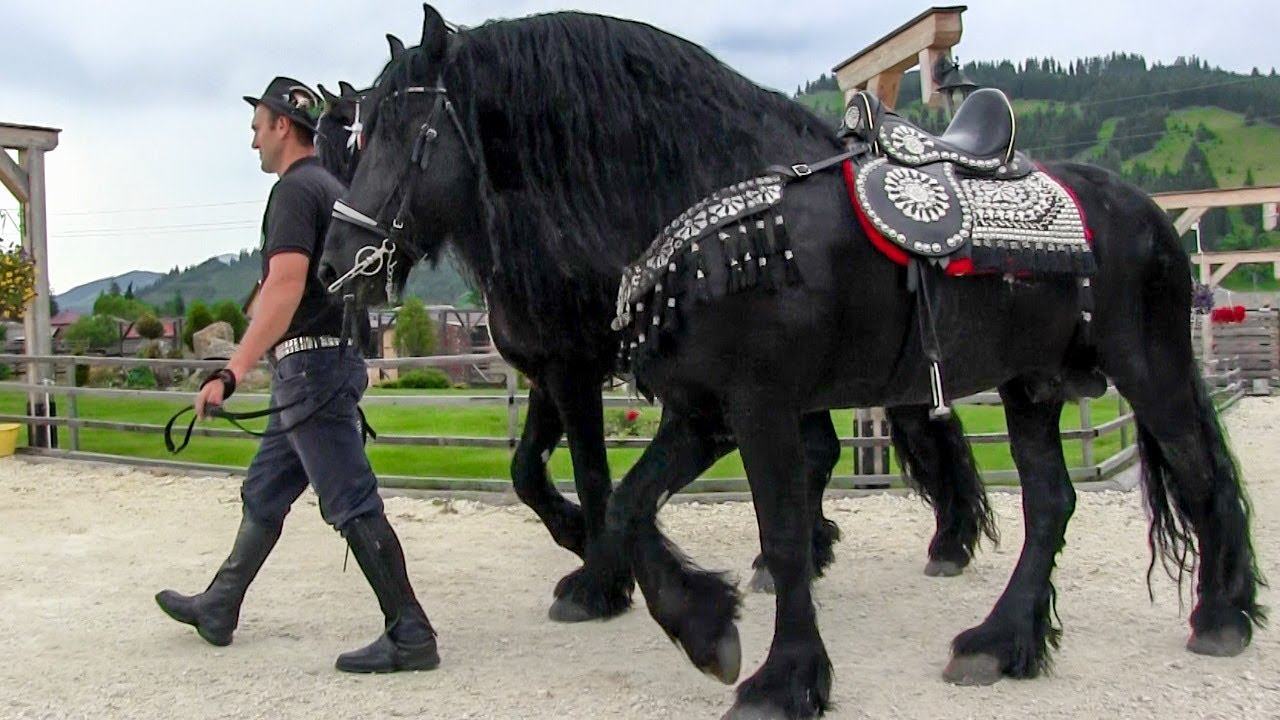 Îmi plac acesti cai frizieni 2018