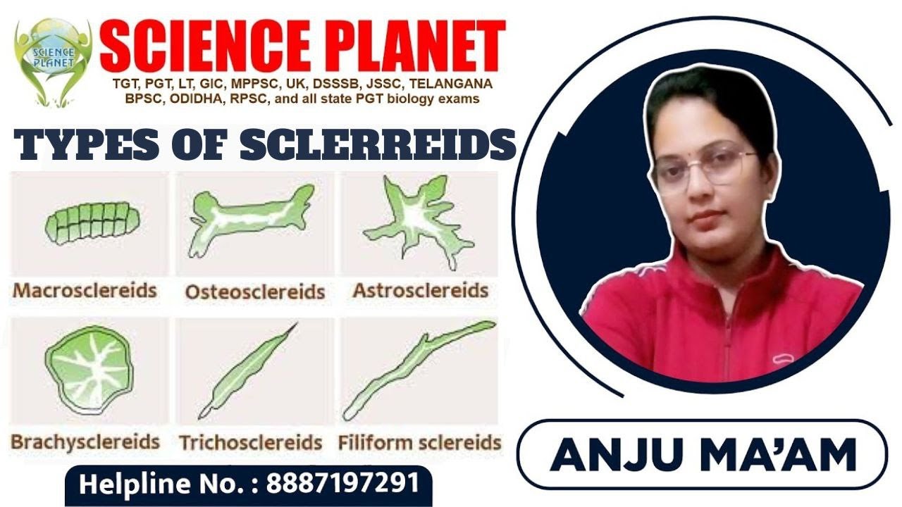 TYPES OF SCLEREIDS II SCLERENCHYMATOUS TISSUE II PLANT ANATOMY II BY ANJU MAM
