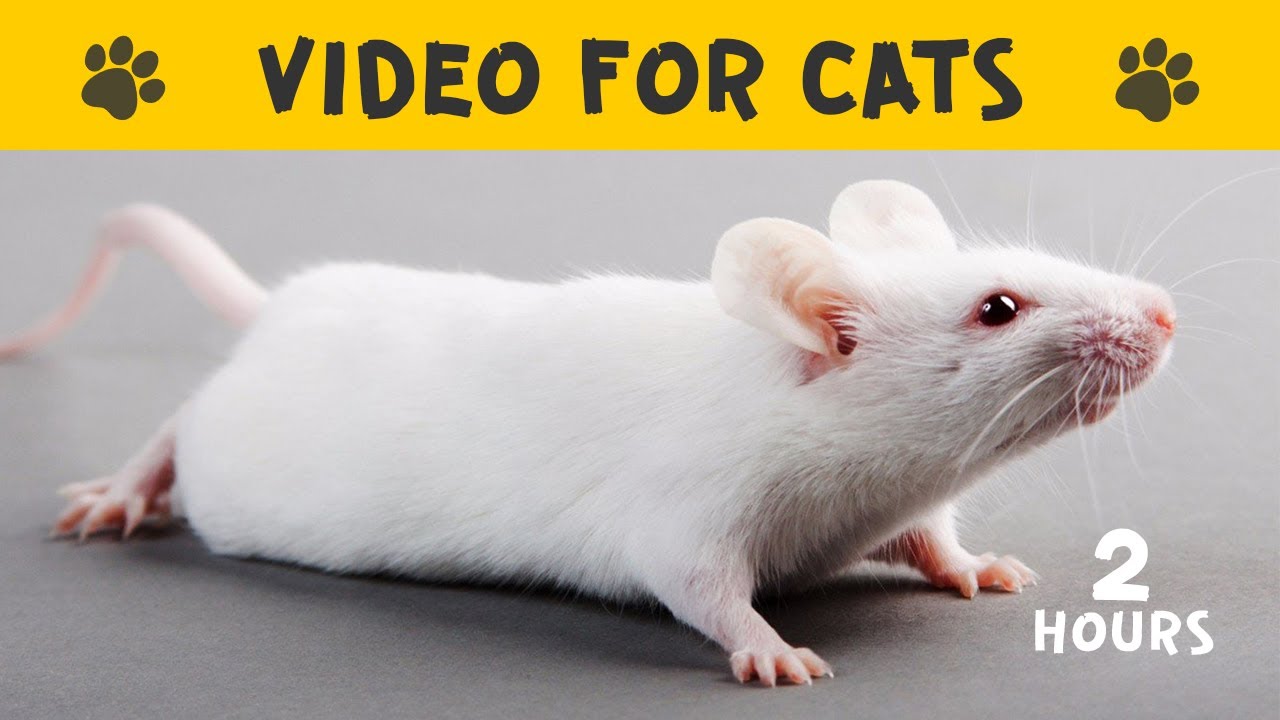 ВИДЕО ДЛЯ КОШЕК для просмотра с милой БЕЛОЙ МЫШЬЮ &diams; Мышь Cat TV