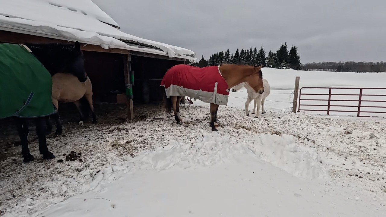My horses are getting too tall for their lean-to and we need to remove some ice