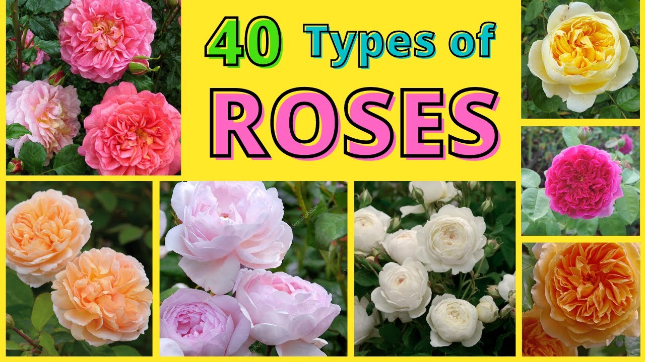 40 Types of  Beautiful English Roses🌺🌸  | Roses With Name & Identification | Swaroopa Diaries