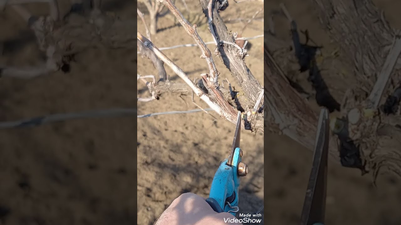 ვაზის გასხვლა ხეივანზე/Pruning Grapevines for vineyard/ обрезка винограда