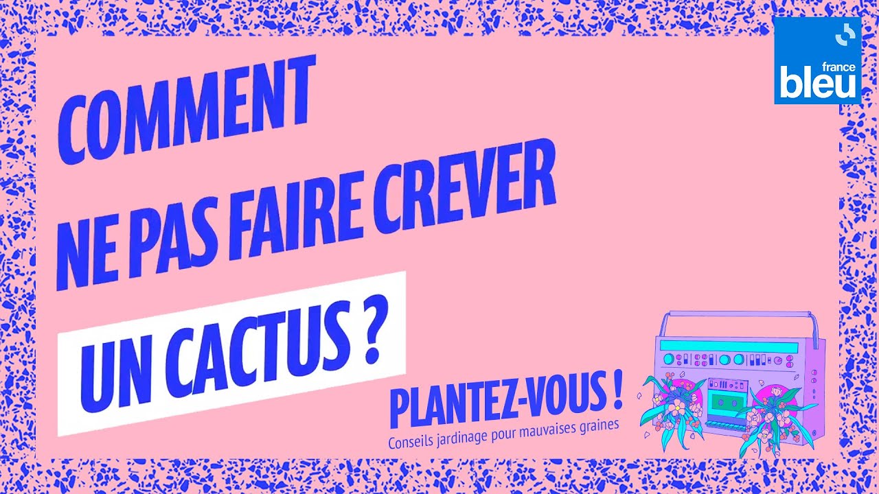 Comment ne pas faire crever un cactus ? - Plantez-vous