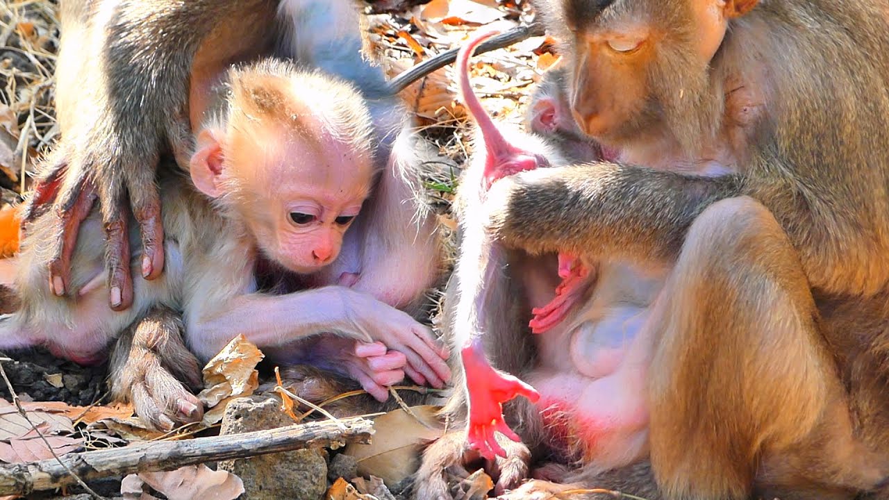 Old Mama Lets Her Newborn Baby Take Careful First Steps 🐒💛.