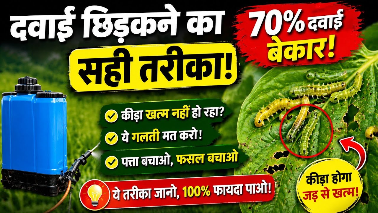 👉 दवाई छिड़कने का सही तरीका | कीड़ा खत्म नहीं हो रहा? ये गलती मत करो