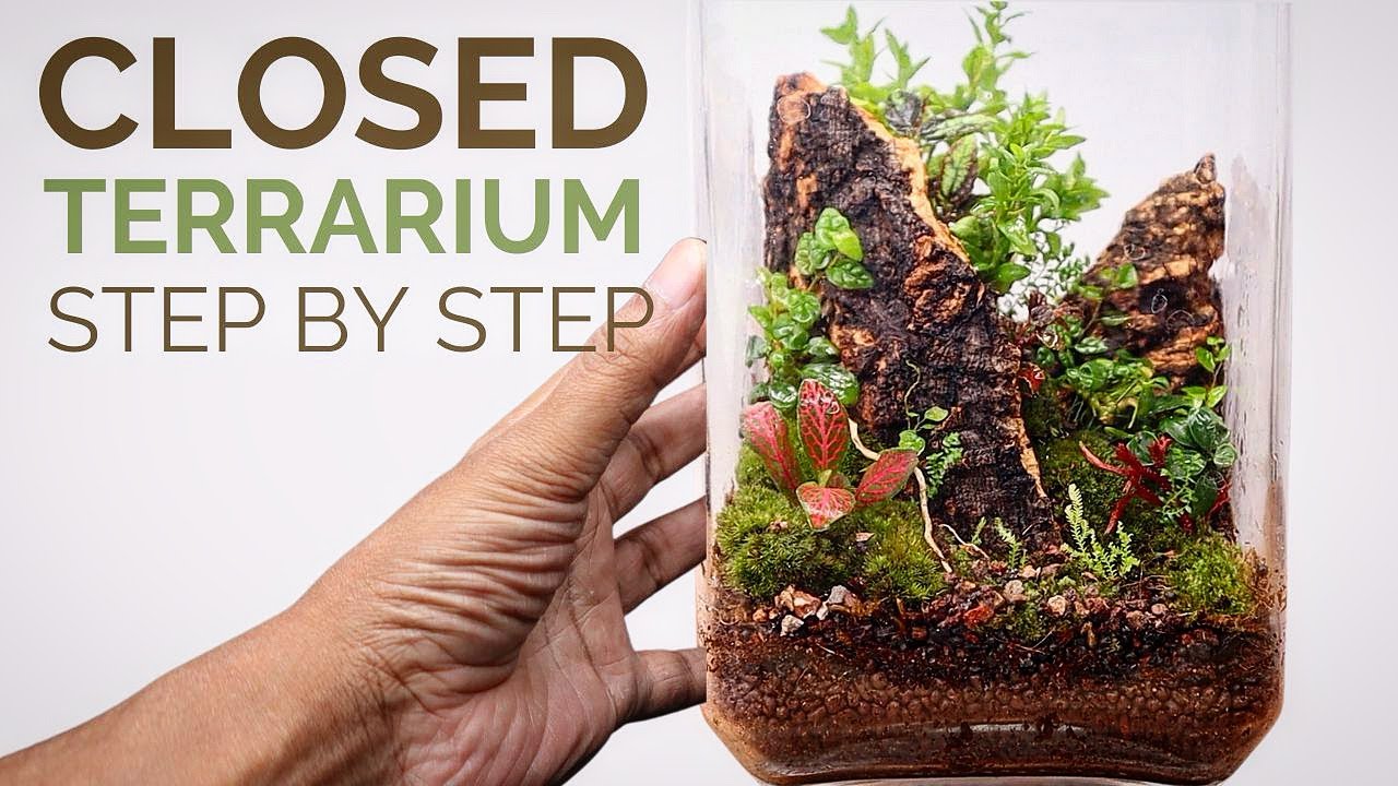 Learn to make a beautiful closed terrarium step by step