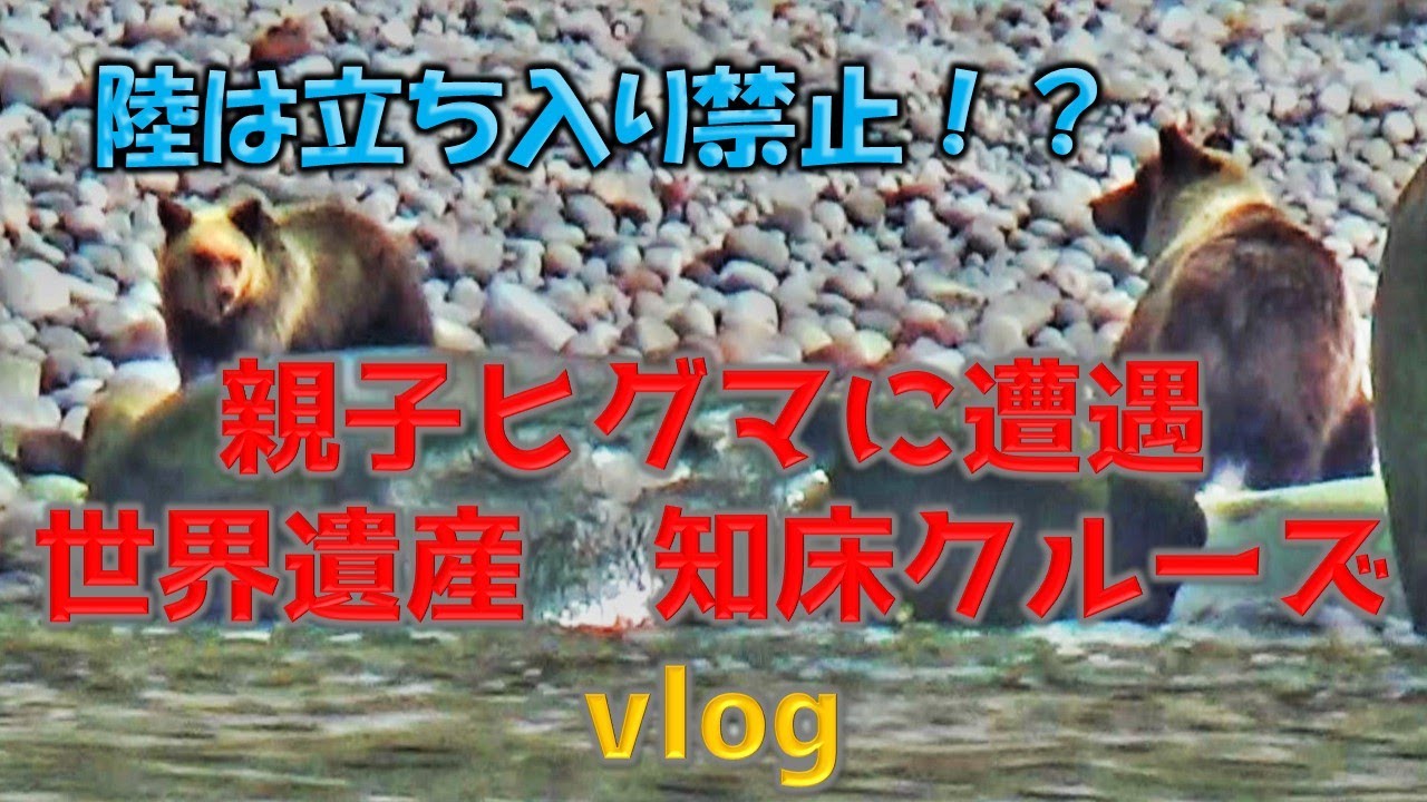 世界遺産　知床をクルーズ船で海から見たらヒグマに遭遇！？