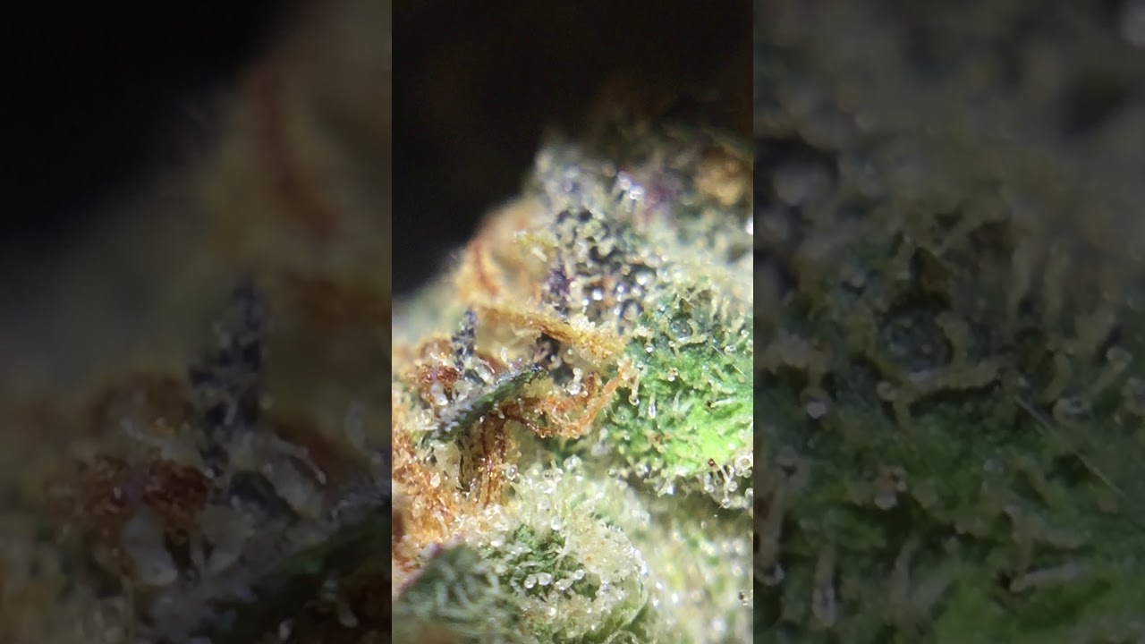 🌈Rainbow Cookies Strain🌈 Amazing Trichomes Full Close Up