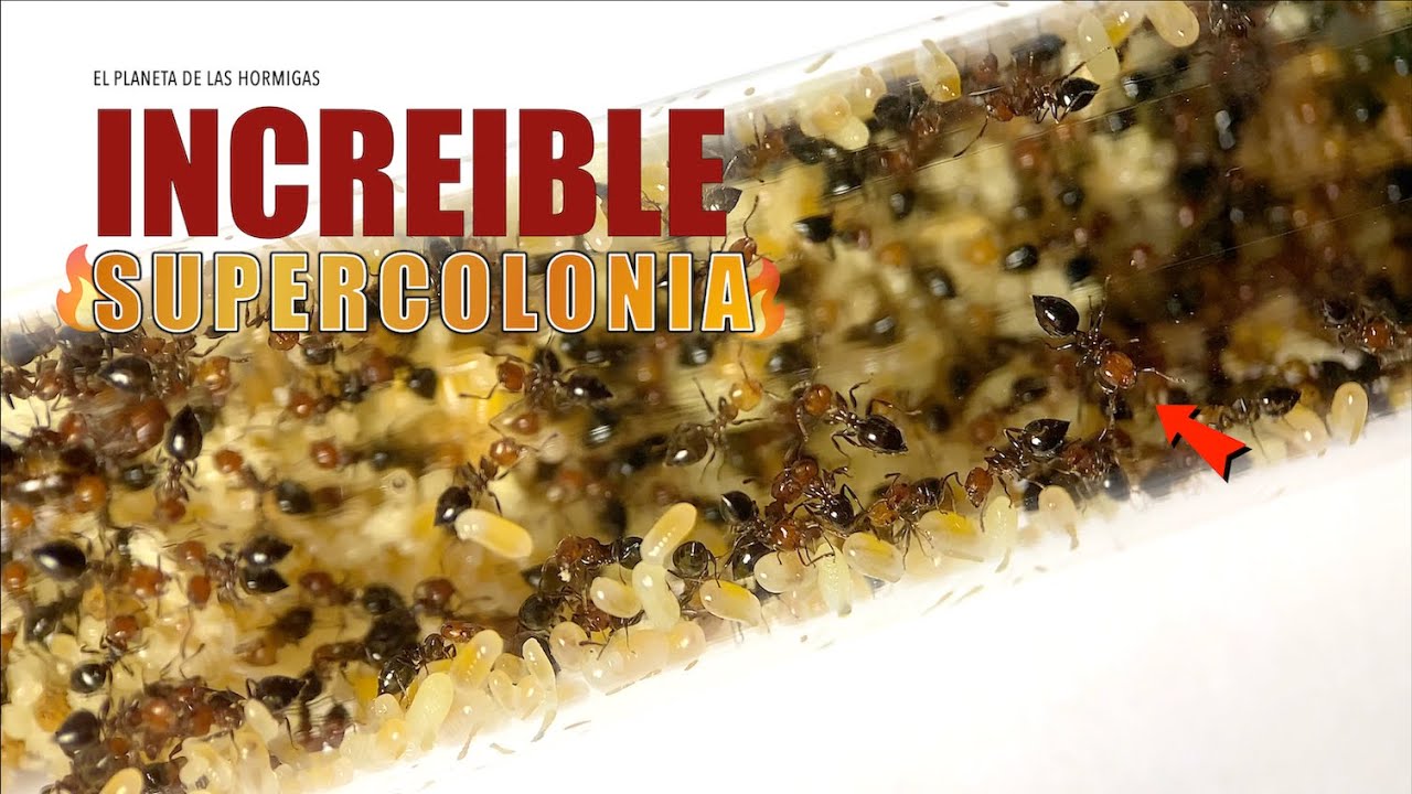 MI NUEVA COLONIA GIGANTE DE HORMIGAS CRECE DEMASIADO - CREMATOGASTER - EL PLANETA DE LAS HORMIGAS