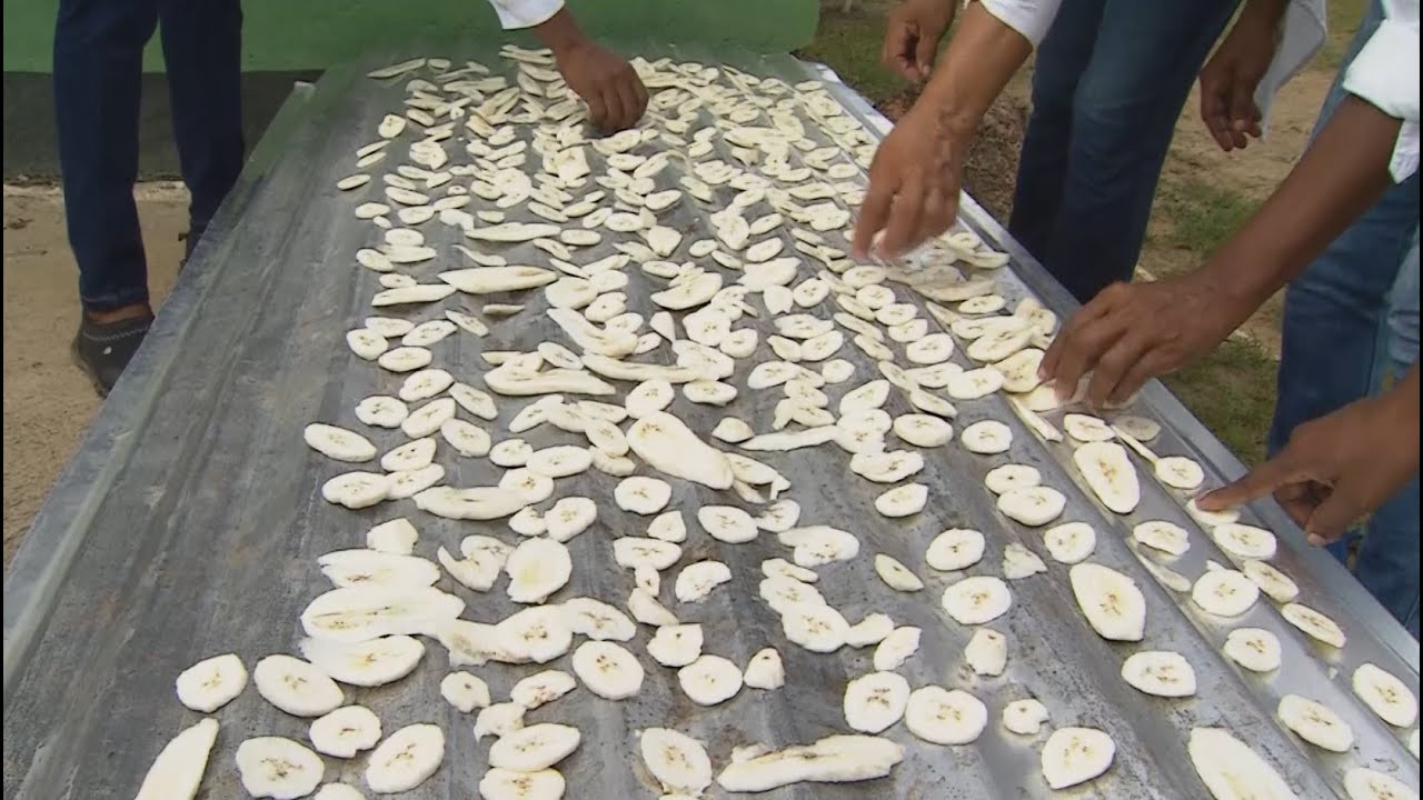 Paso a paso transformación del popocho en harina  - La Finca de Hoy