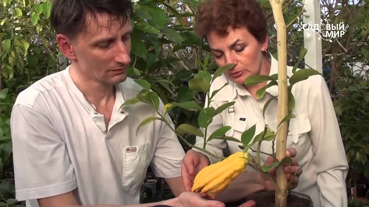 Цитрусовые  растения  дома Цитрон Рука Будды. Сайт 