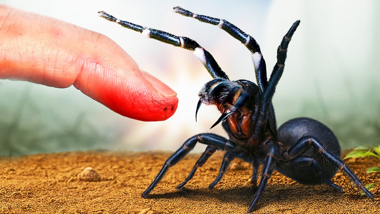 Укушен самым смертоносным пауком! (Избегайте любой ценой!)