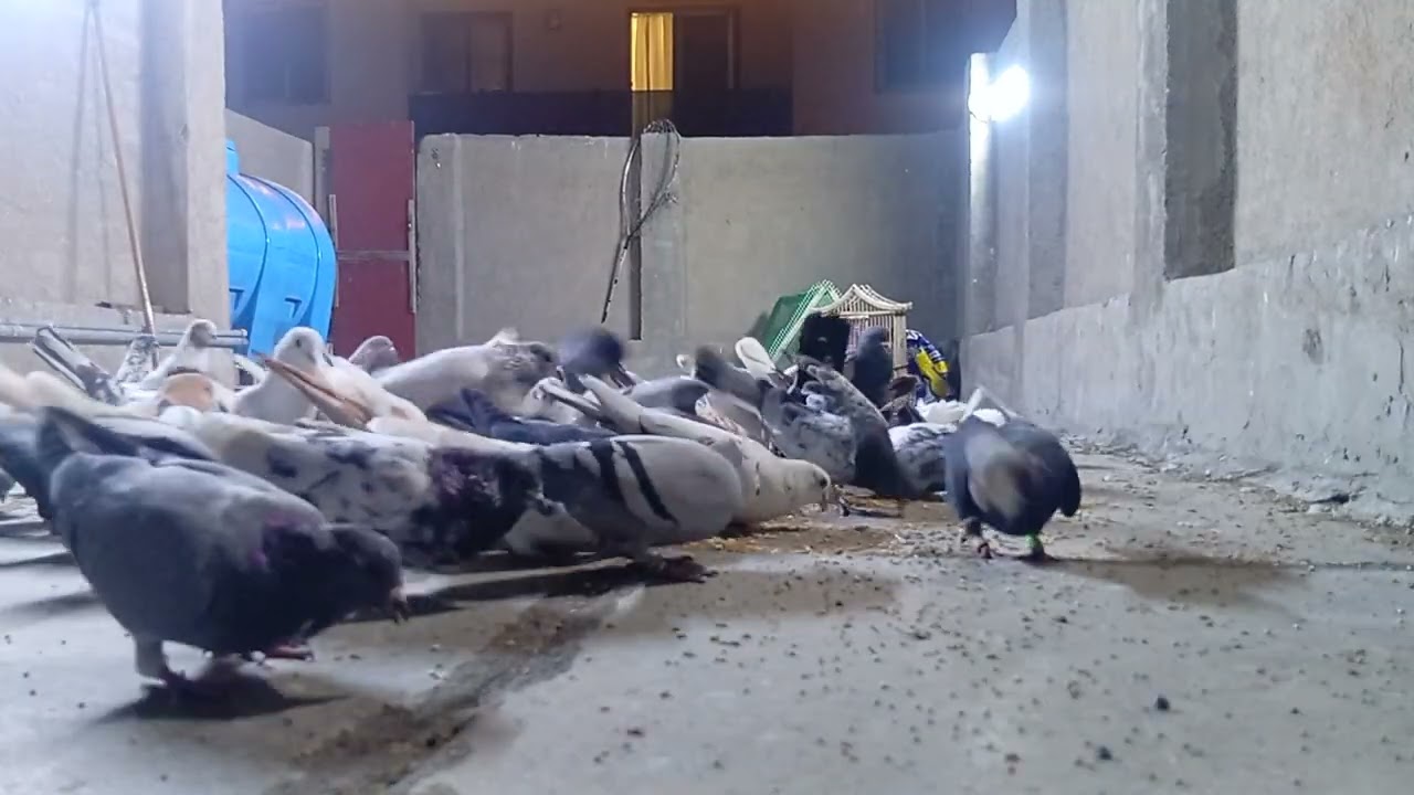 جبتلكم طيور جدد تعالو شوفوهن شنو رئيكم نجيب بعد لو نبقي بس هذني 🥰🔥
