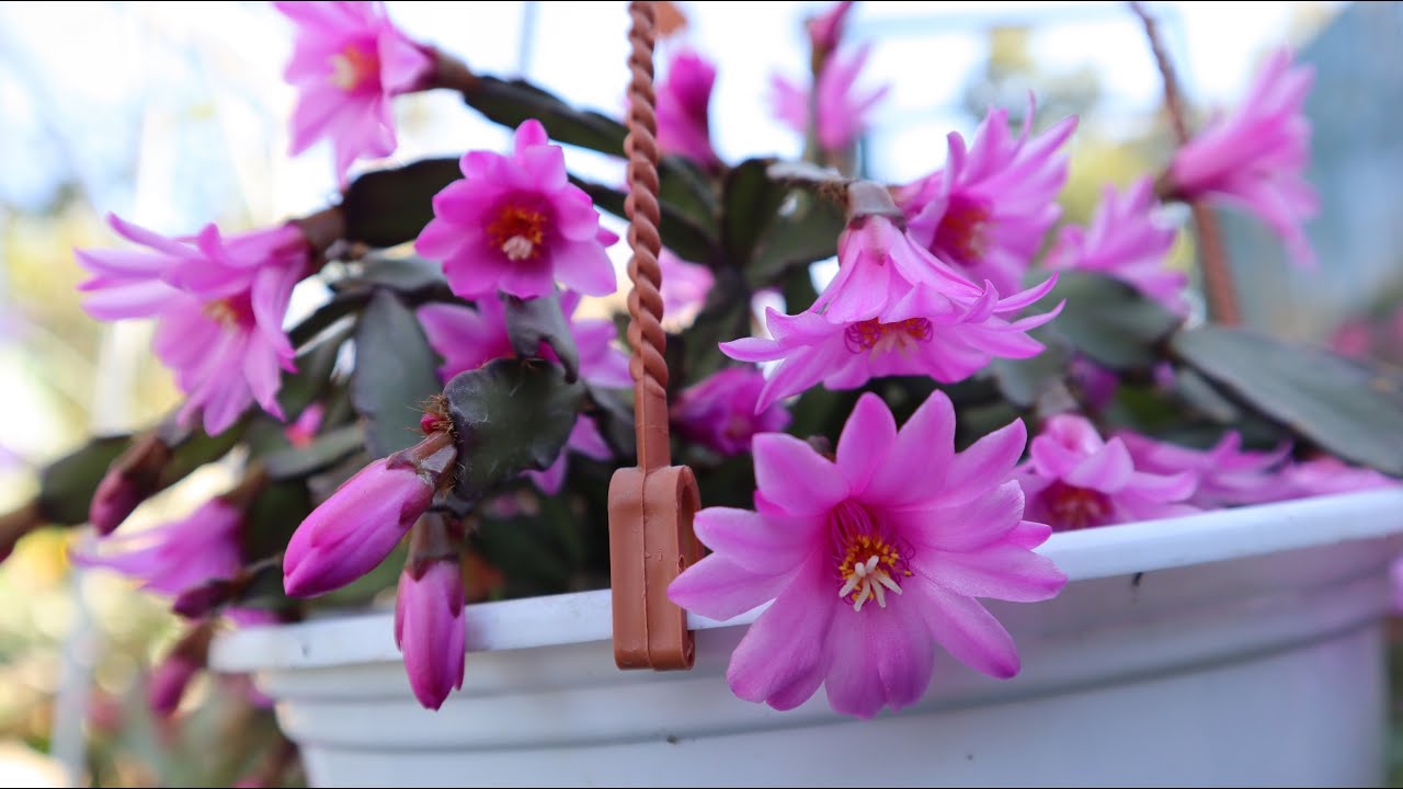 Cómo cuidar del cactus Hatiora - Cactus de Pascua - Cactus Navidad - Cactus Santa teresita