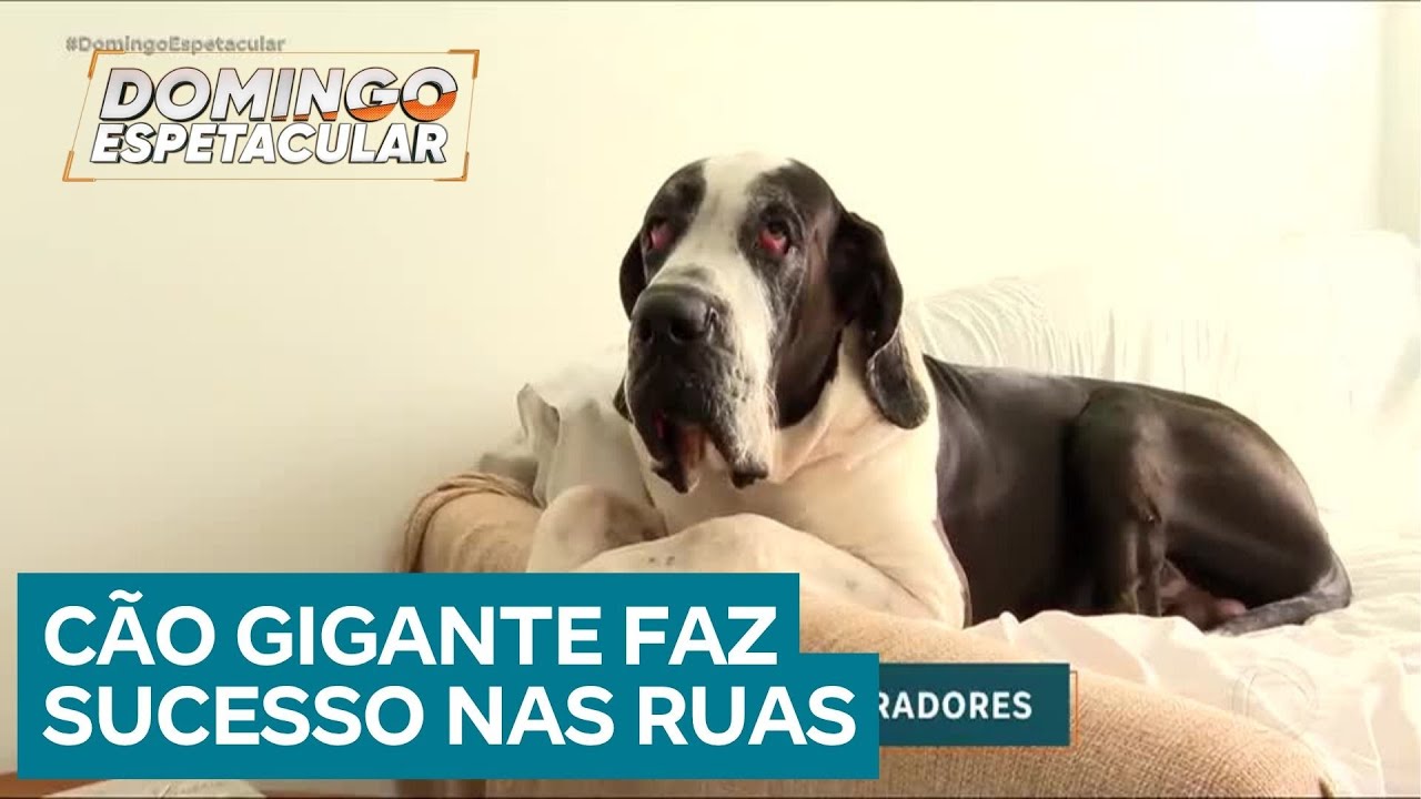 Conheça o cachorro gigante que adora passear de carro