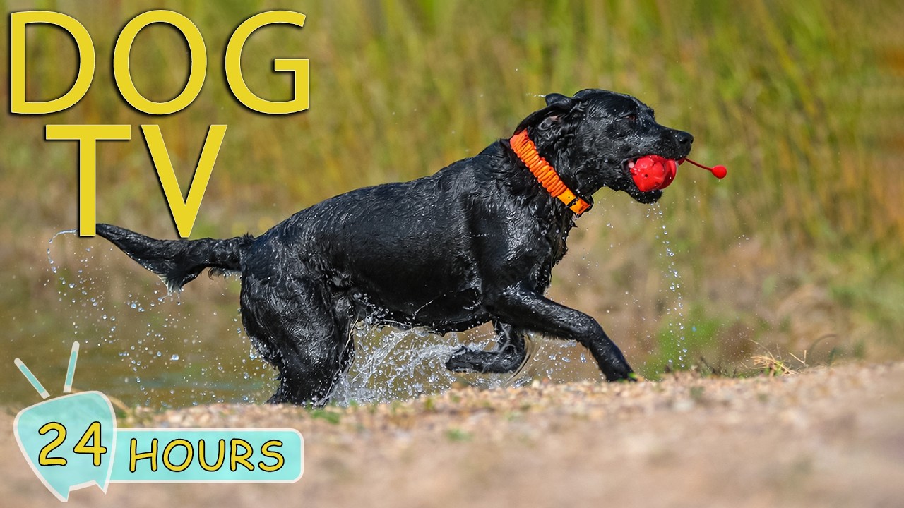 DOG TV: Ultimate Anti-Anxiety & Fun Videos Keep Dogs Happy When Left Home Alone - Best Music for Dog