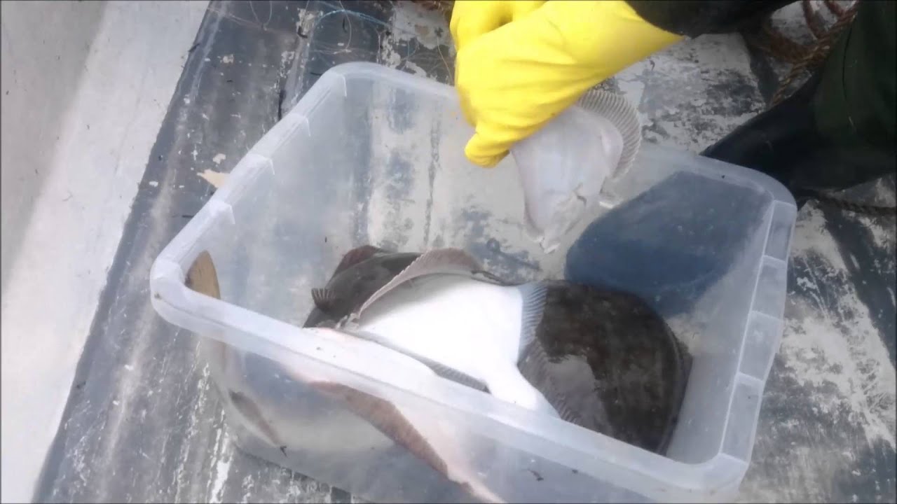 Lidt mere fiskeri med Toggegarn i Svendborgsund - 54 fladfisk og 1stk Torsk på 3kg.