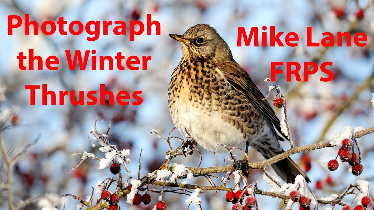 Photographing Redwings, Fieldfares and other thrushes on winter berries.