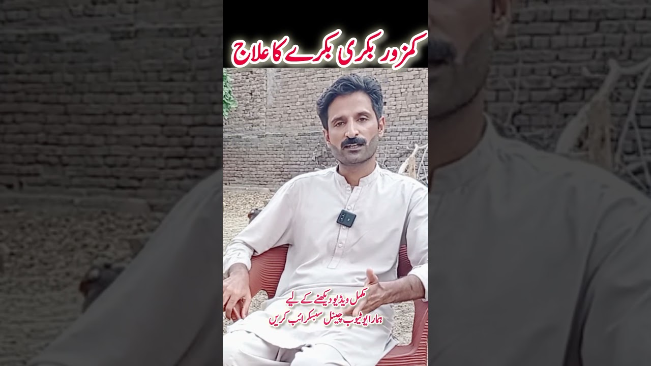 kamzor bakri ka ilaj #weakgoat #treatment #goat #farming #animals #youtubeshorts #viralshort