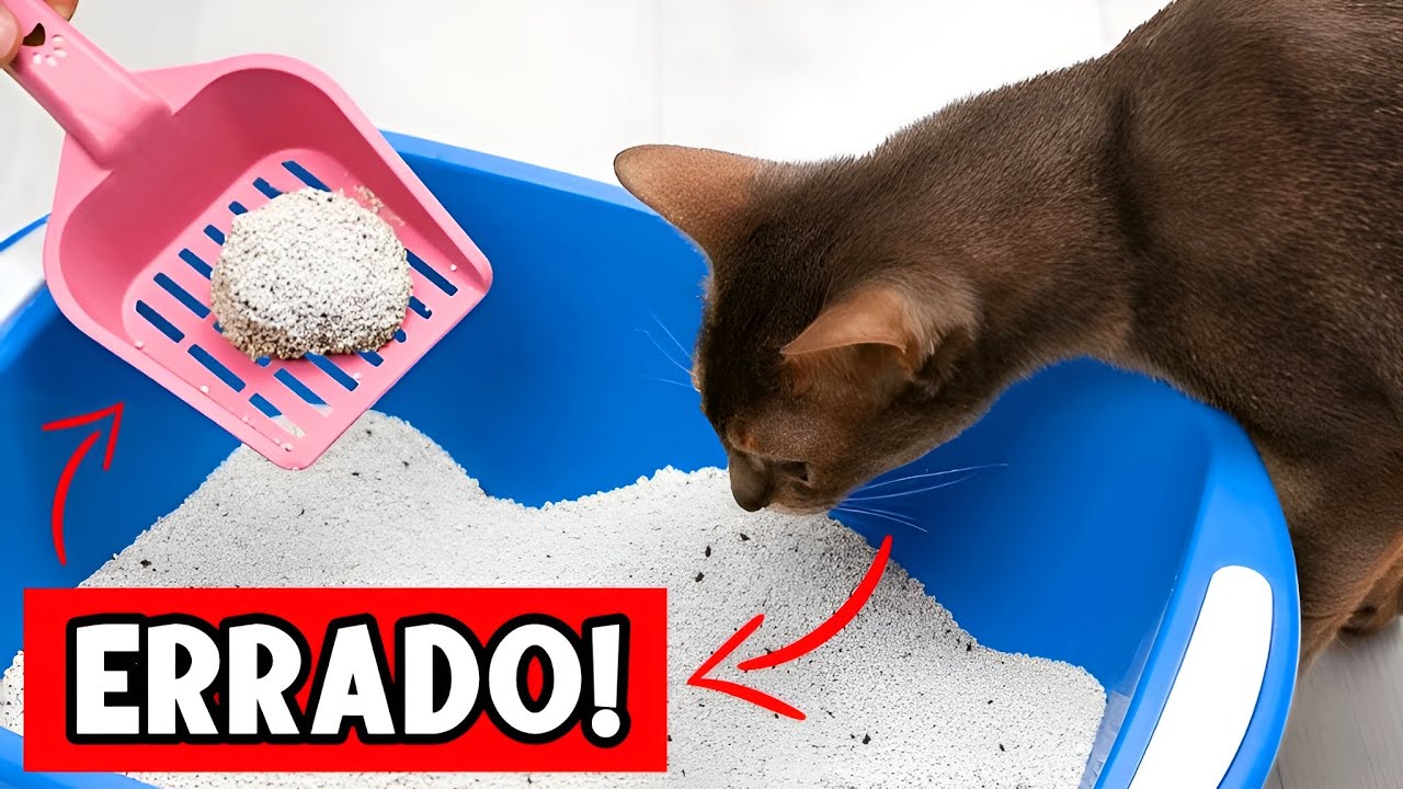 Nunca cometa ESSES ERROS com a CAIXA DE AREIA do seu GATO! 😿🔥