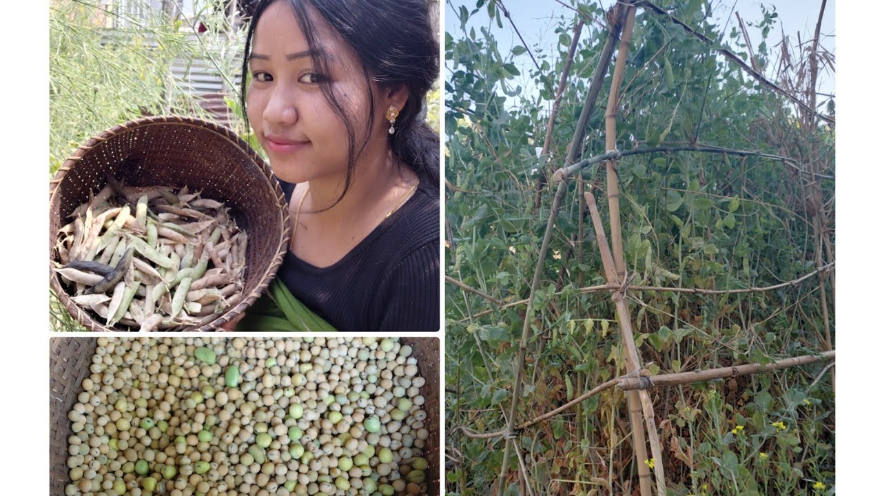 Hawai tharak akangba hekpa#achonkeishing