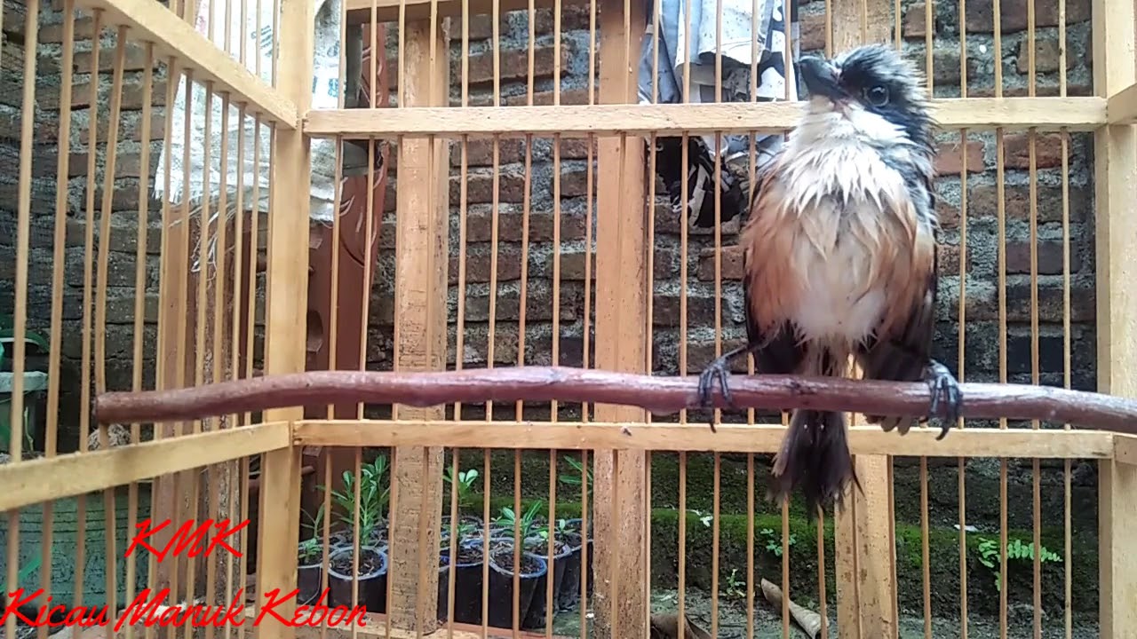 Cara Perawatan / Penjinakan Burung Cendet Tangkapan Liar(Muda Hutan)