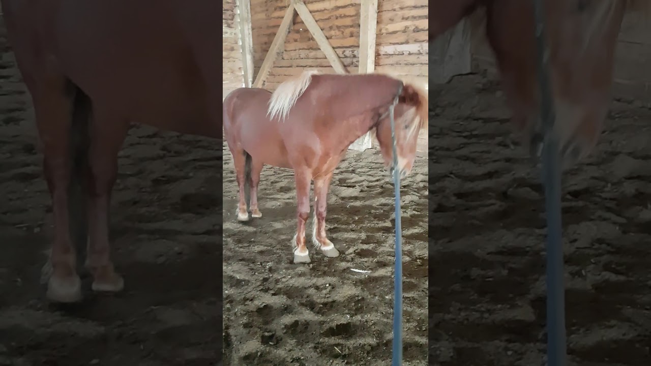 IJslandse paardenstal 'de Litla-Landi'
