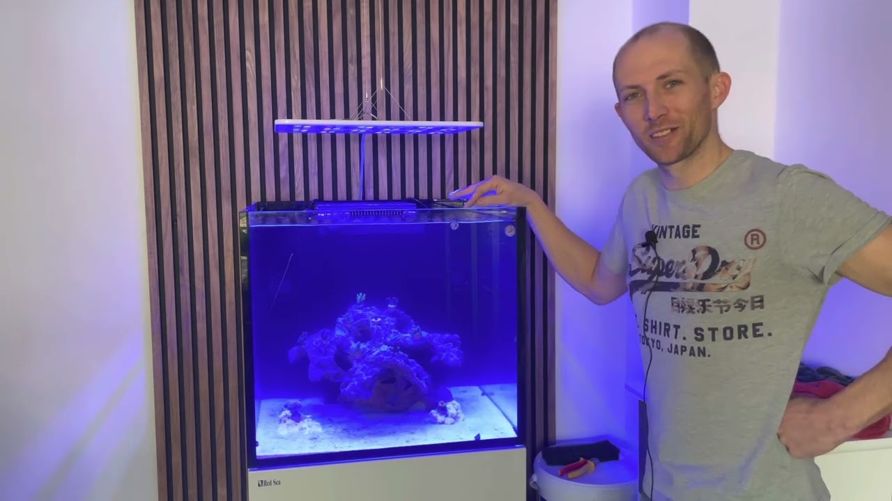 Neue Korallen für das Riff - wenn man plötzlich süchtig nach Acroporas wird. Meerwasseraquarium.