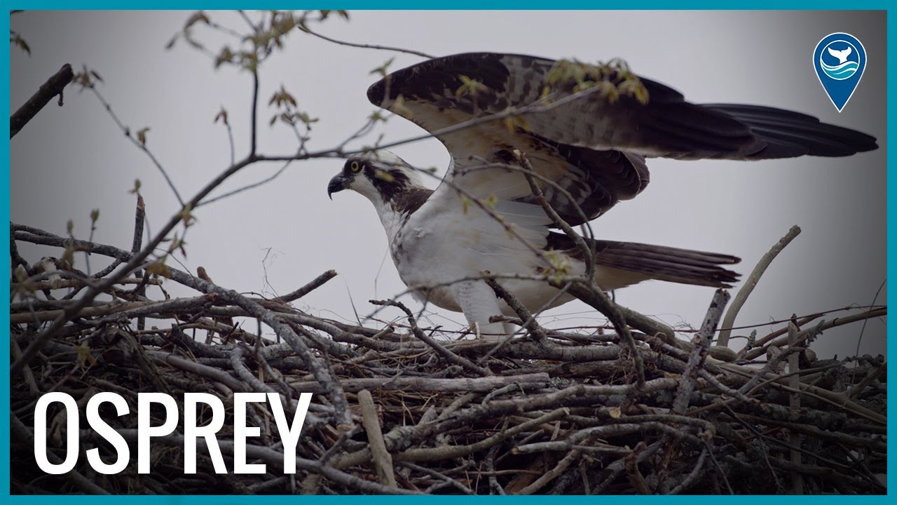 Meet the Osprey
