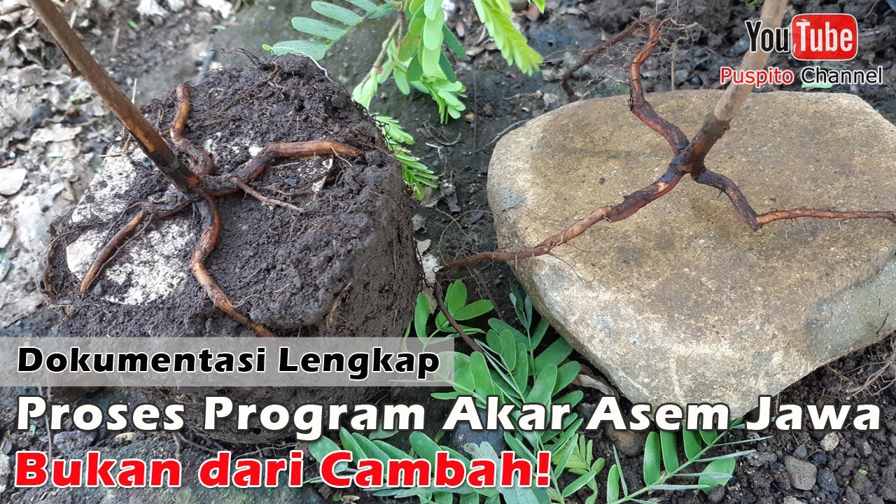 Program Akar Asem Jawa Bukan dari Cambah 100% Hidup