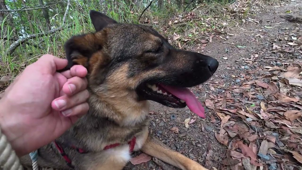 Walking With Dog Through Cornubia Forest, Queensland Australia. 15-01-2026