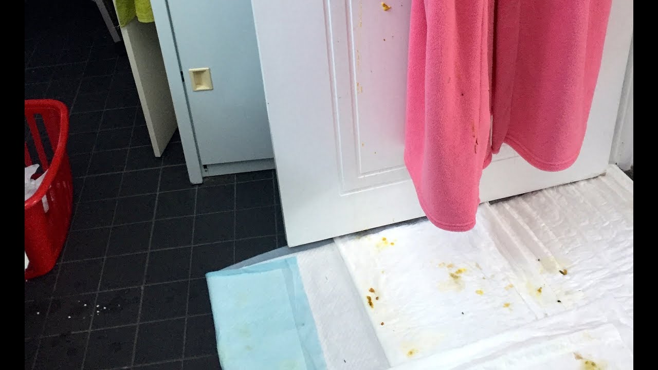 Baby bat care daily life clips:  poo splatters further if you're high up