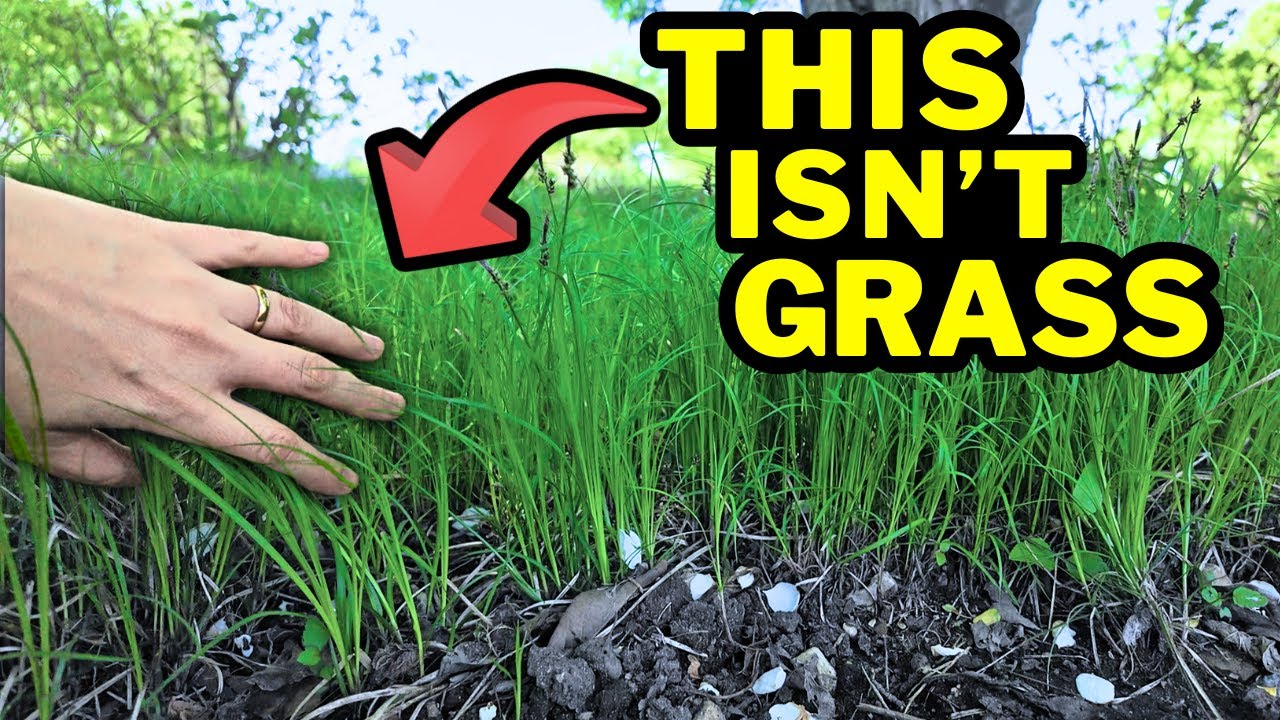 THESE Plants Will Transform Your Garden!
