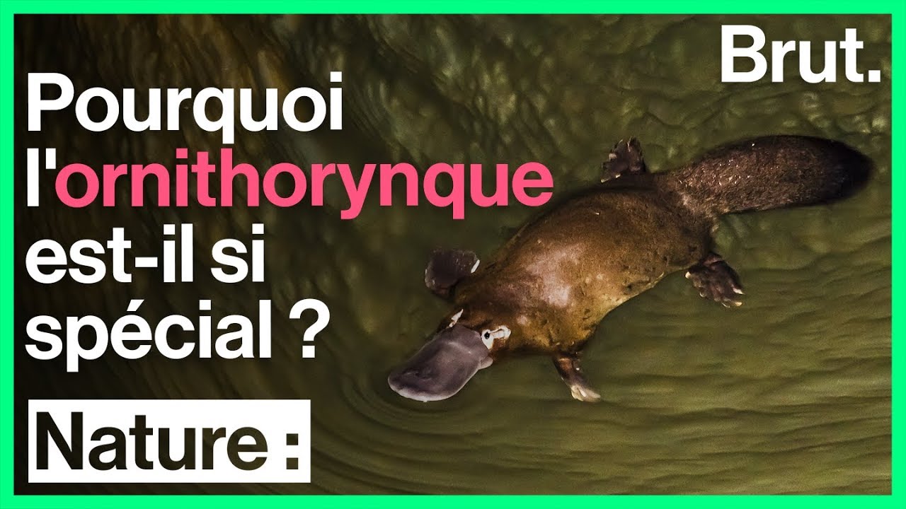Voici l'un des mammif&egrave;res les plus &eacute;tranges du r&egrave;gne animal