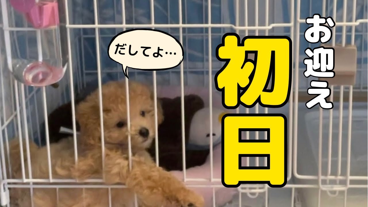 【子犬のお迎え初日】生後91日のマルプーとのはじまり！