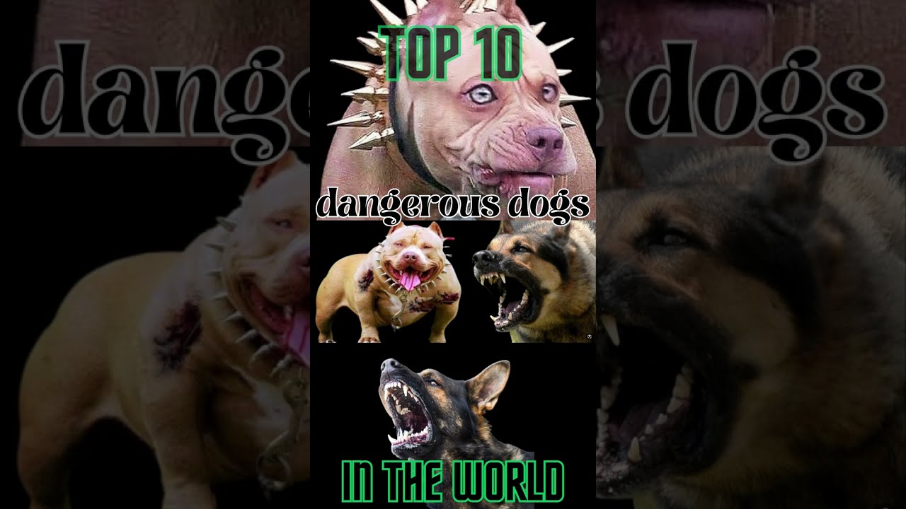"The Top 10 Most Dangerous Dog Breeds in the World Revealed!"