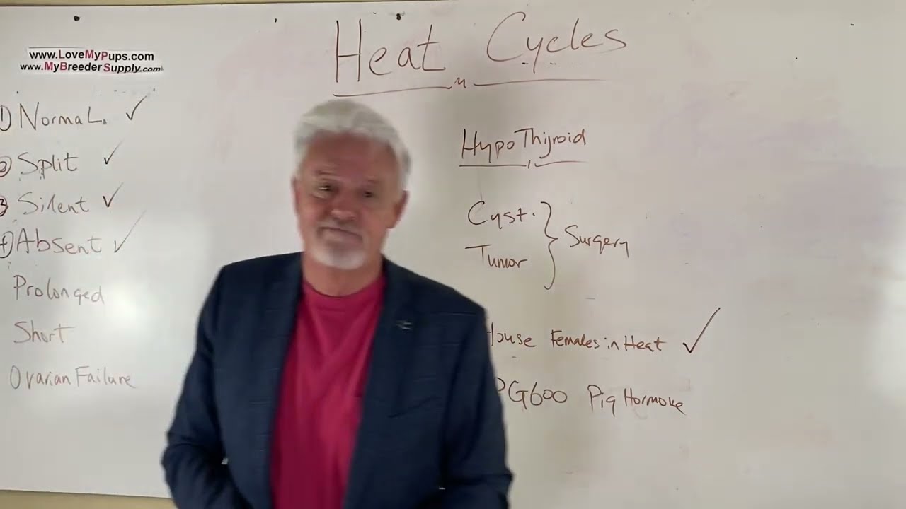 Dog Absent heat cycles 4/5