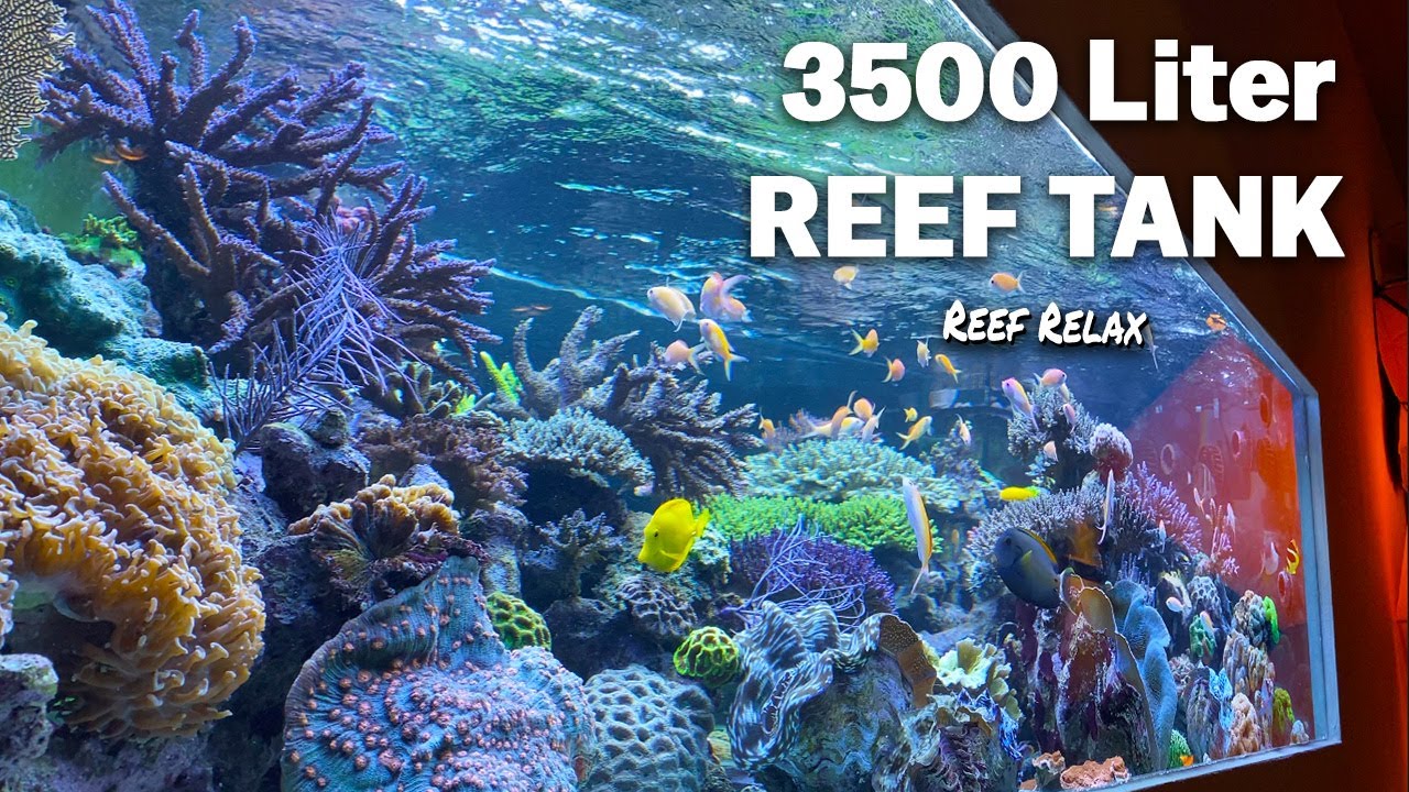 XXXL REEF TANK tour - Huge SPS corals and fish *reef relax* 4k