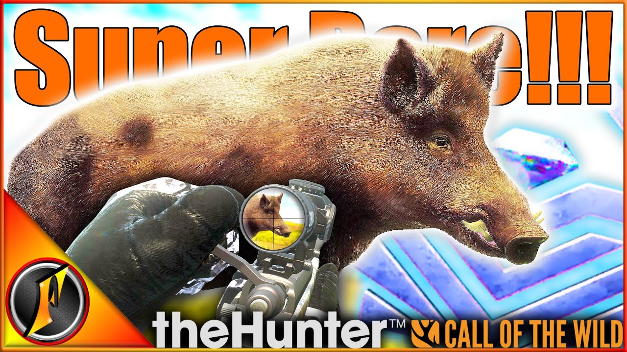 We Got a SUPER RARE Blackgold Wild Boar on Our Grind! | theHunter Call of the Wild