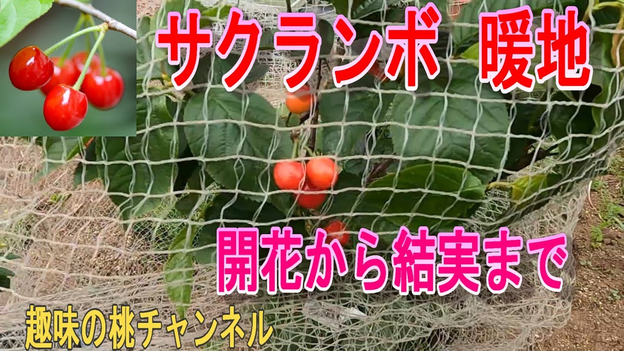 【サクランボ　暖地】開花から結実まで　25/5/4