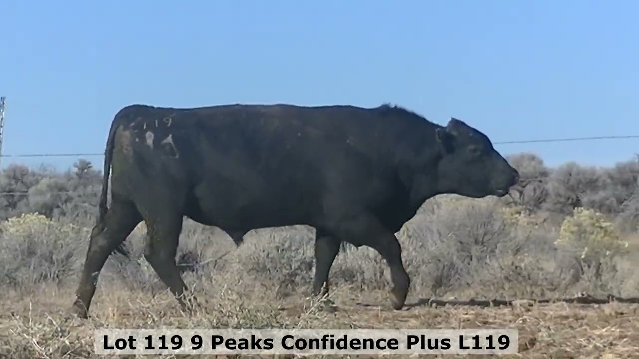 119 9 Peaks Confidence Plus L119