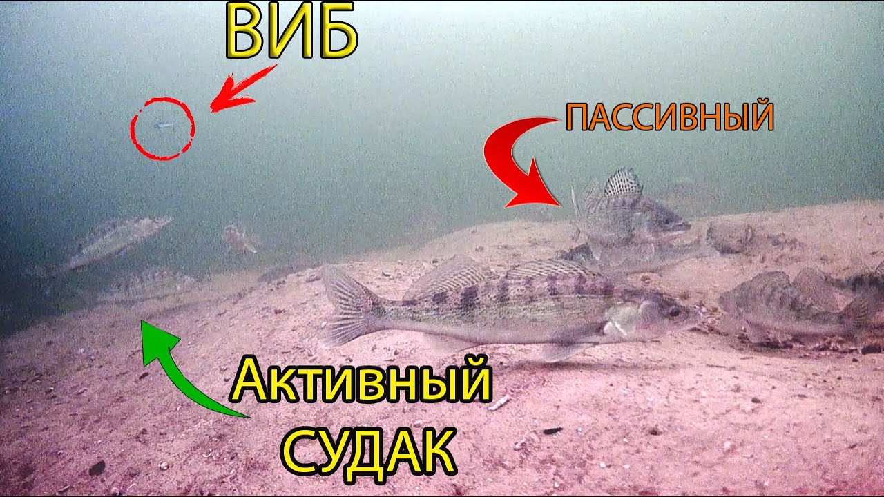 ПОДВОДНАЯ СЪЕМКА РЕАКЦИИ ПАССИВНОГО СУДАКА НА ПРИМАНКИ
