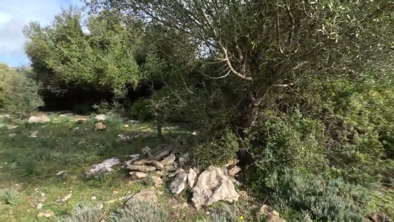 caccia al cinghiale in Sardegna con cani da ferma