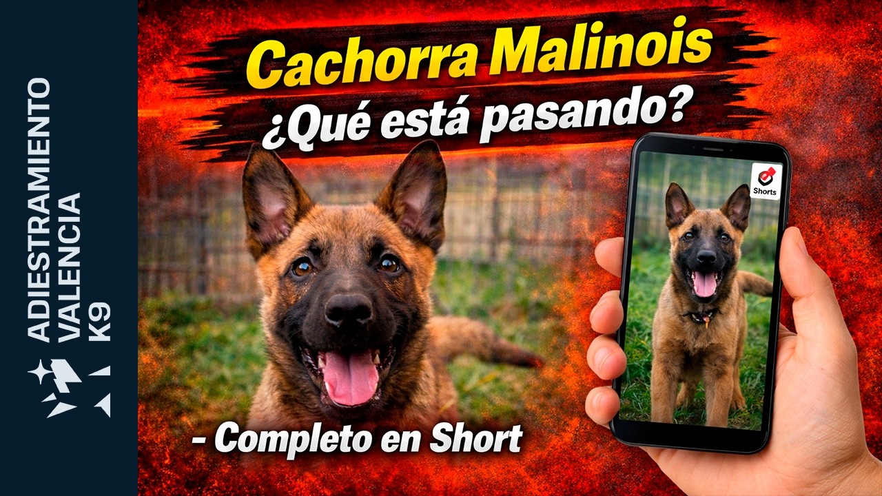 Cachorra Malinois - ¿Qué esta pasando?  - Completo en Short
