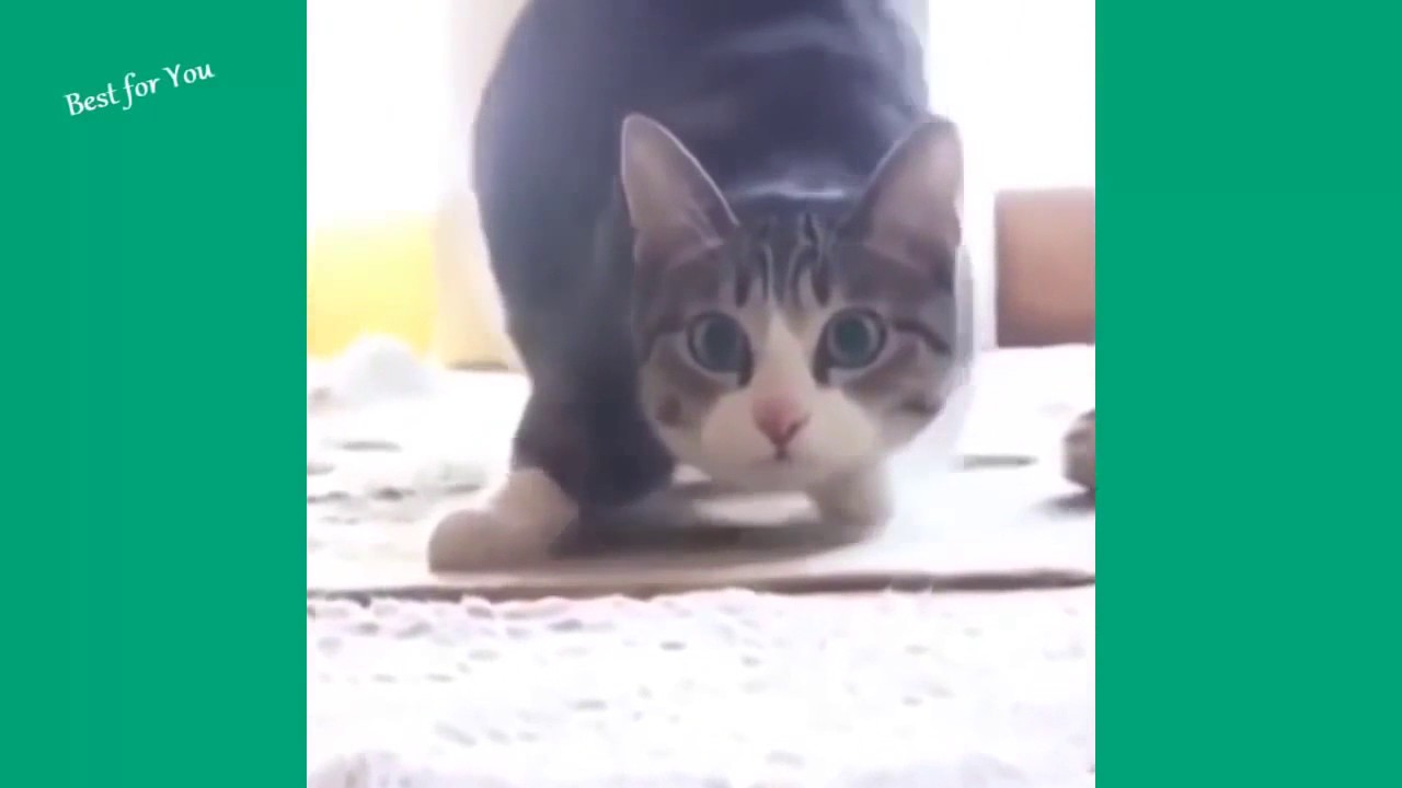 ESSAYEZ DE NE PAS RIRE ! sp&eacute;cial chat