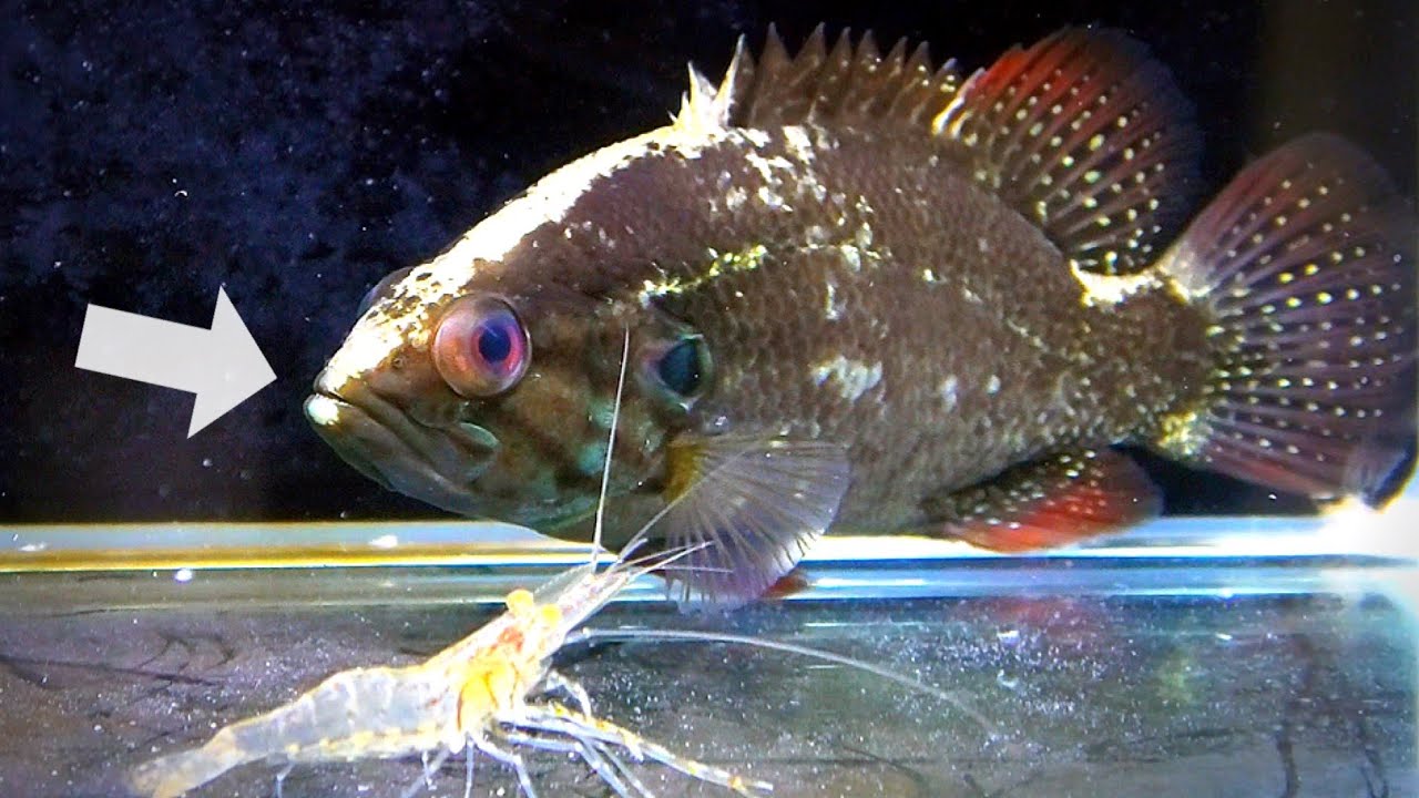 睨みを効かせる魚の飼育。【オヤニラミ水槽】