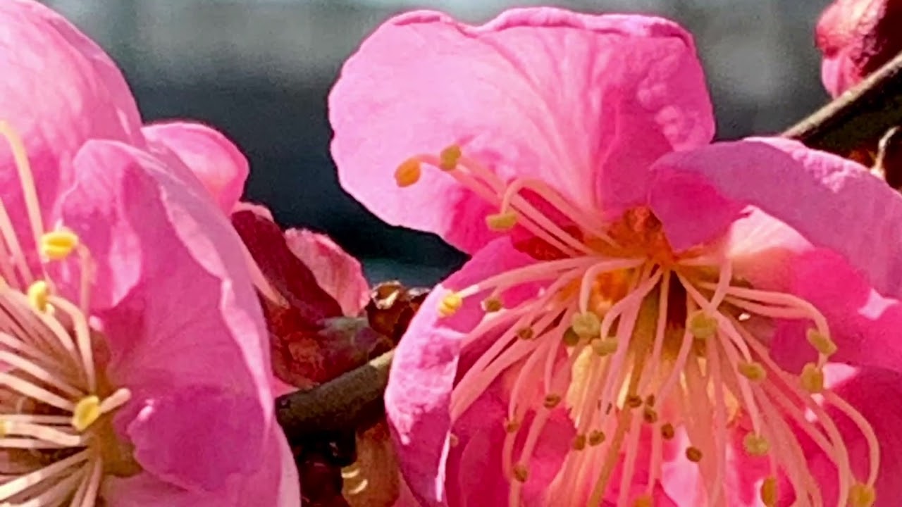 紅梅の花言葉「優美」　　　　　　　　　　　　　　　　　癒しの花と音楽