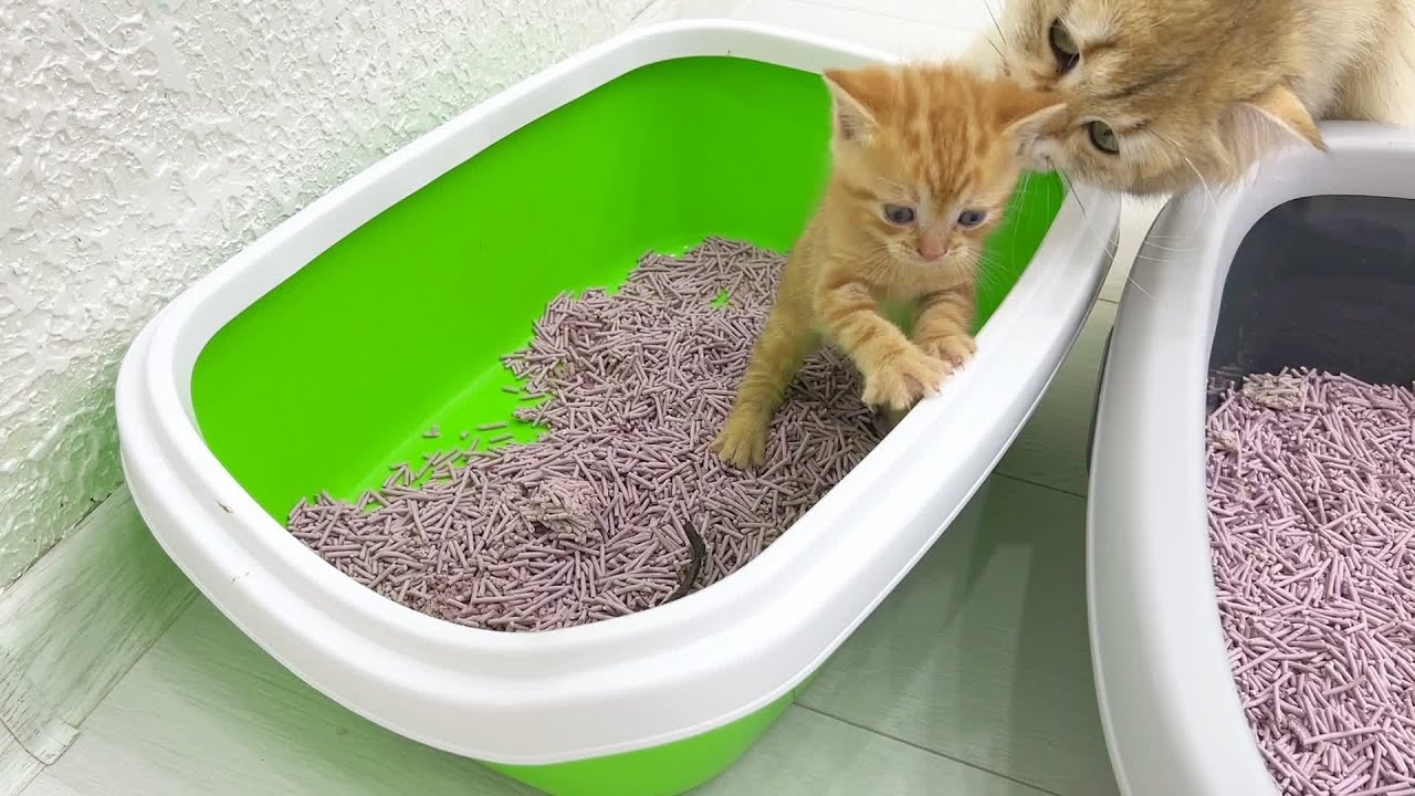 Как котята учатся пользоваться туалетом - Первые шаги к чистоте!