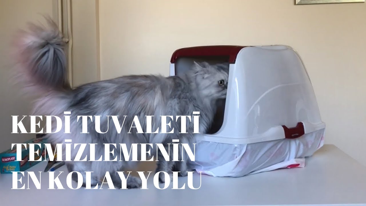 Kedi tuvaleti temizliğinde süper bir yöntem buldum